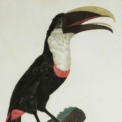 The yellow-throated toucan ( <em>Ramphastos ambiguus</em>). From: <em>Histoire naturelle des oiseaux de paradis et des rolliers, suivie de celle des Toucans et des Barbus</em> [Plate 9. Le Tocard].