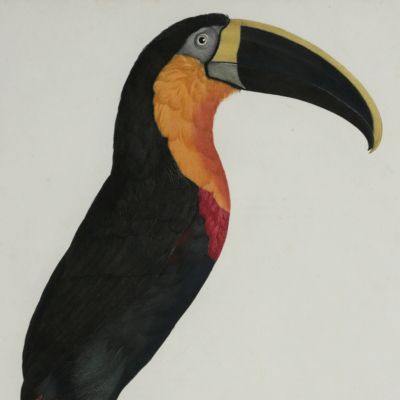 image for The yellow-ridged toucan ( <em>Ramphastos vitellinus culminatus</em>). From: <em>Histoire naturelle des oiseaux de paradis et des rolliers, suivie de celle des Toucans et des Barbus</em> [Plate 5. Le grand Toucan à gorge orange].