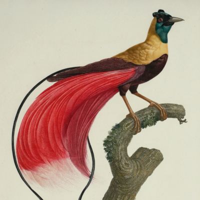 image for Red bird-of-paradise ( <em>Paradisaea rubra</em>). From: <em>Histoire naturelle des oiseaux de paradis et des rolliers, suivie de celle des Toucans et des Barbus</em> [Plate 6. L'Oiseau de Paradis Rouge].