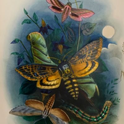 image for The Night-Flyers. A Series of Moth Pictures.