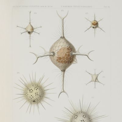 Wissenschaftliche Ergebnisse der Deutschen Tiefsee Expedition auf dem Dampfer "Valdivia" 1898-1899. Vierzehnter Band. Tiefsee-Radiolarien.