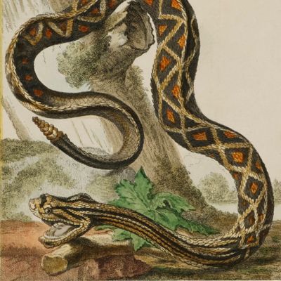 image for Natuurkundige Beschryving eener uitmuntende verzameling van zeldsaame gedierten, bestaande in Oost- en Westindische viervoetige dieren, vogelen en slangen, weleer leevend voorhanden geweest zijnde, buiten Den Haag op het Kleine Loo van Z. D. den Prins van Oranje-Nassau. Met naar 't leven getekende en gecouleurde afbeeldingen. [All herpetological plates].