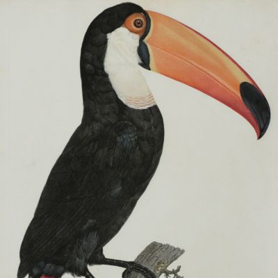 image for The toco toucan ( <em>Ramphastos toco</em>). From: <em>Histoire naturelle des oiseaux de paradis et des rolliers, suivie de celle des Toucans et des Barbus</em> [Plate 2. Le Toco].