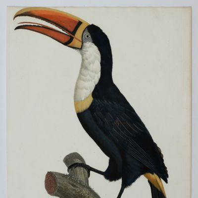 The white throated toucan ( <em>Ramphastos tucanus</em>). From: <em>Histoire naturelle des oiseaux de paradis et des rolliers, suivie de celle des Toucans et des Barbus</em> [Plate 4. Le Cocan à collier jaune].