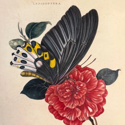 image for An Epitome of the Natural History of the Insects of India and the Islands in the Indian Seas: Comprising upwards of two hundred and fifty figures and descriptions of the most singular and beautiful species, selected chiefly from those recently discovered, and which have not appeared in the works of any preceding author, the figures are accurately drawn, engraved, and coloured, from specimens of the insects; the descriptions are arranged according to the system of Linnaeus; with references to the writings of Fabricius, and other systematic authors.