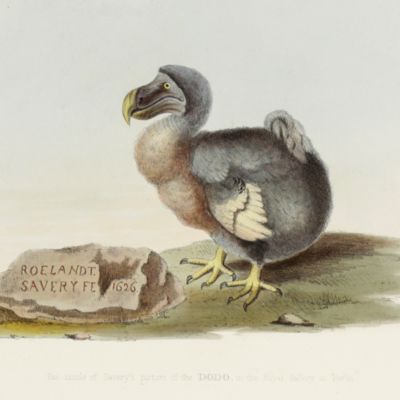 The dodo and its kindred; or the history, affinities, and osteology of the dodo, solitaire, and other extinct birds of the islands Mauritius, Rodriguez, and Bourbon.