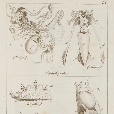 Tableau élémentaire de l'histoire naturelle des animaux.