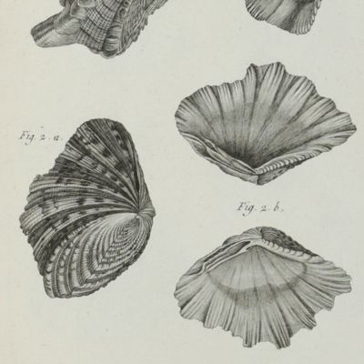 Encylopédie Méthodique. Tableau encyclopédique et méthodique des trois règnes de la nature. Contenant l'helminthologie, ou les vers infusoires, les vers intestins, les vers mollusques, &c.